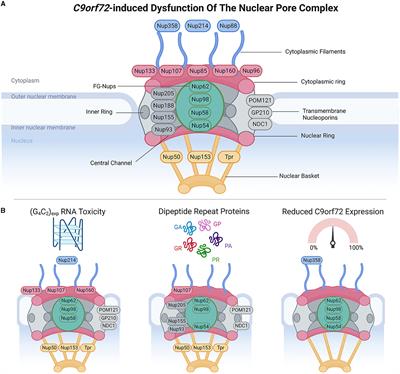 Unraveling the impact of disrupted nucleocytoplasmic transport systems in C9orf72-associated ALS